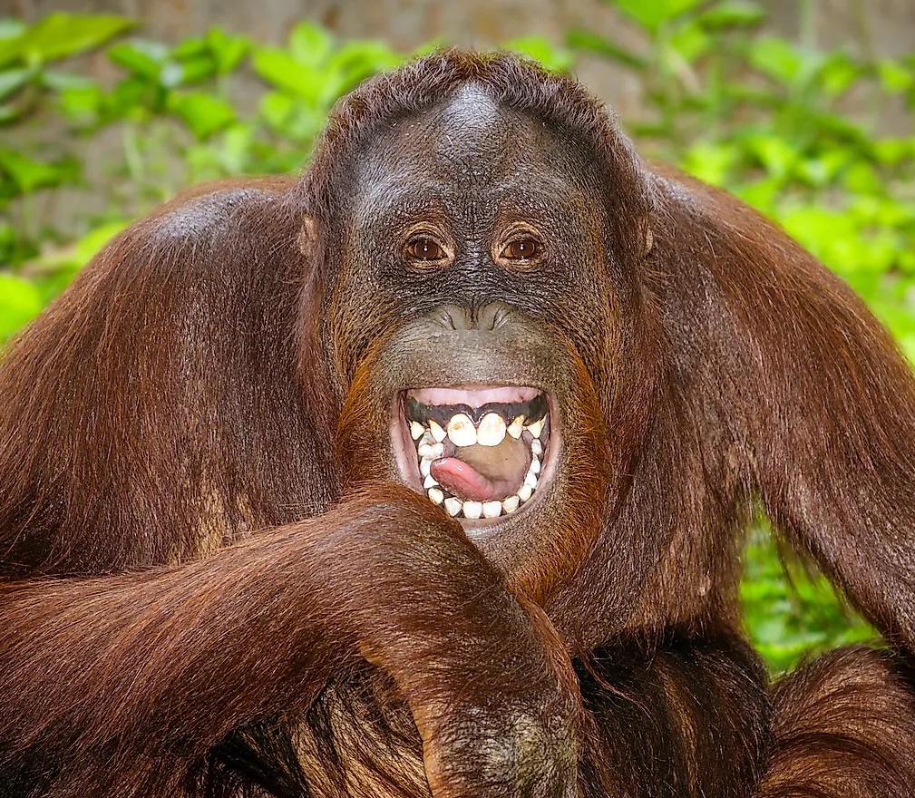 Ape